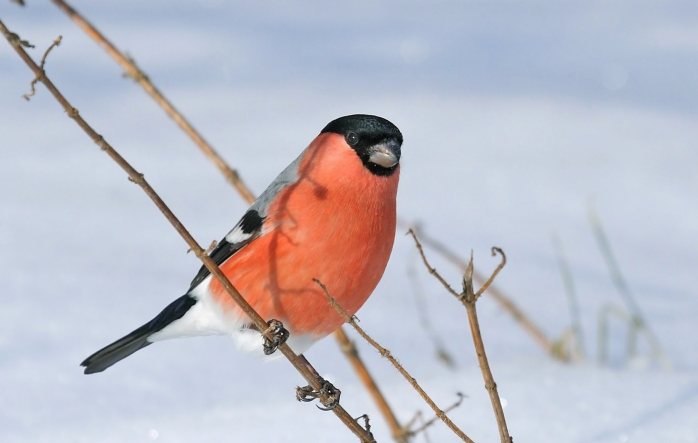 Eurasian Bullfinch ( Pyrrhula pyrrhula )