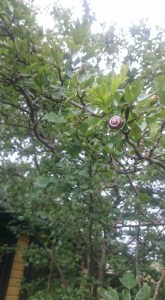 13707656_10153782122822951_7374603709450760689_n